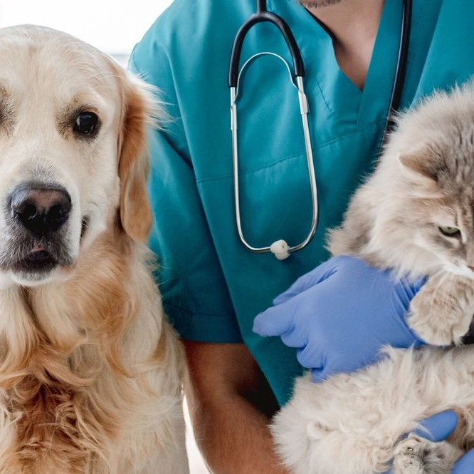 Clínica Veterinaria Ibáñez