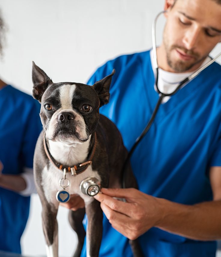 Cardiología veterinaria