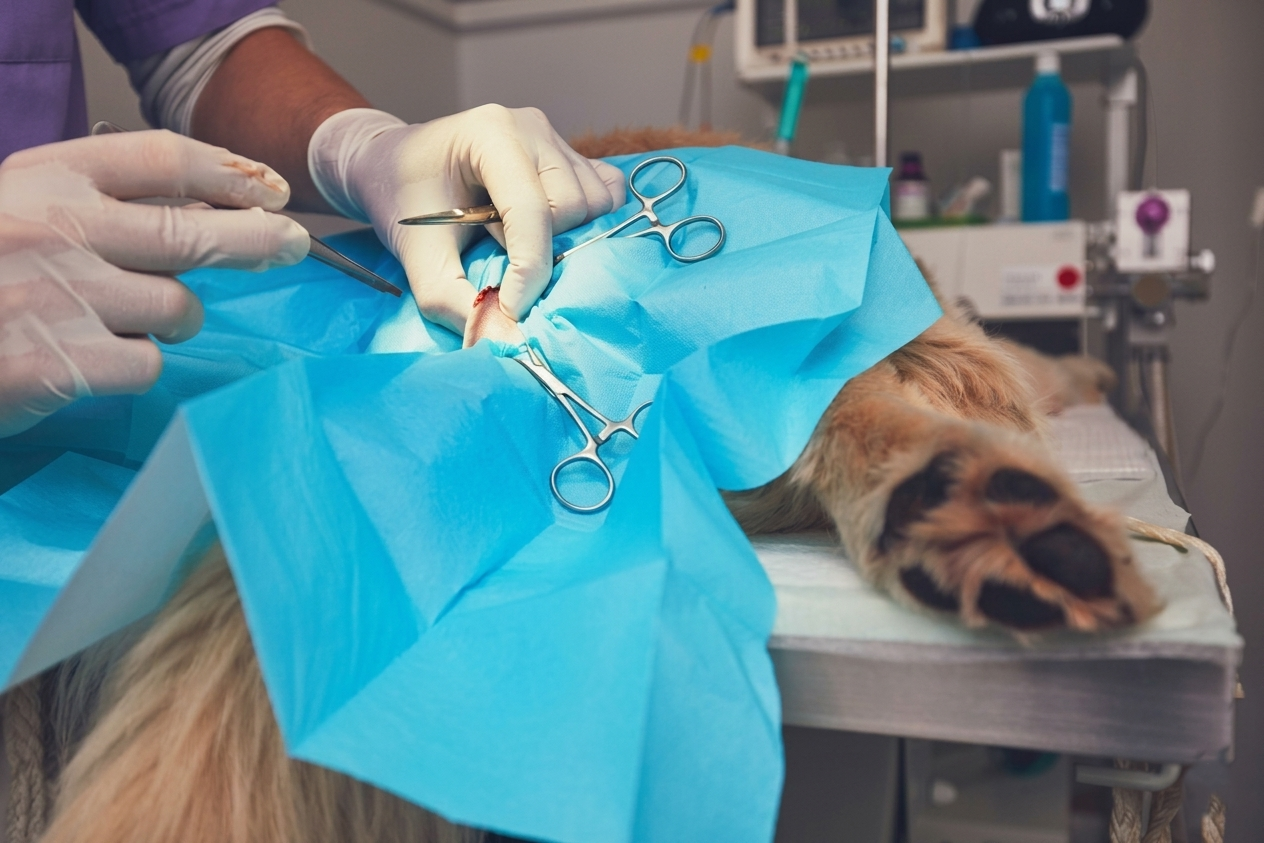 Cirugía veterinaria general