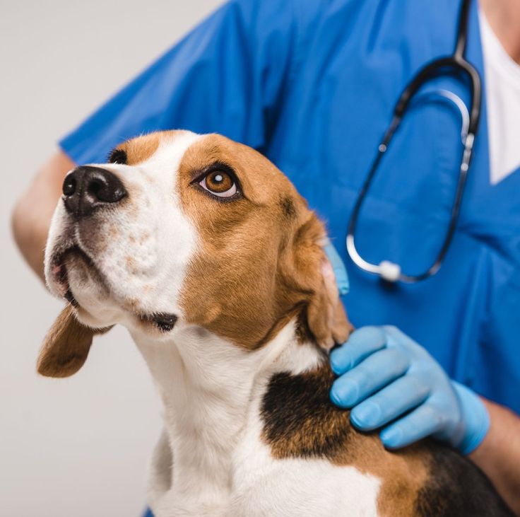 Consultas y diagnósticos veterinarios