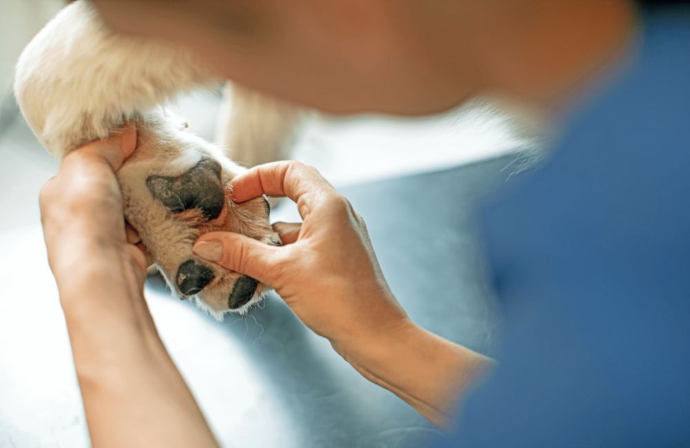 Dermatología veterinaria