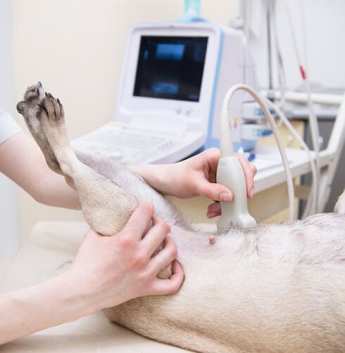 Diagnóstico por imagen veterinario